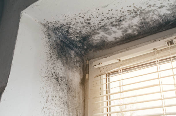 Affordable Hvac And Air Duct Mold Remediation solutions in Honey Grove, TX